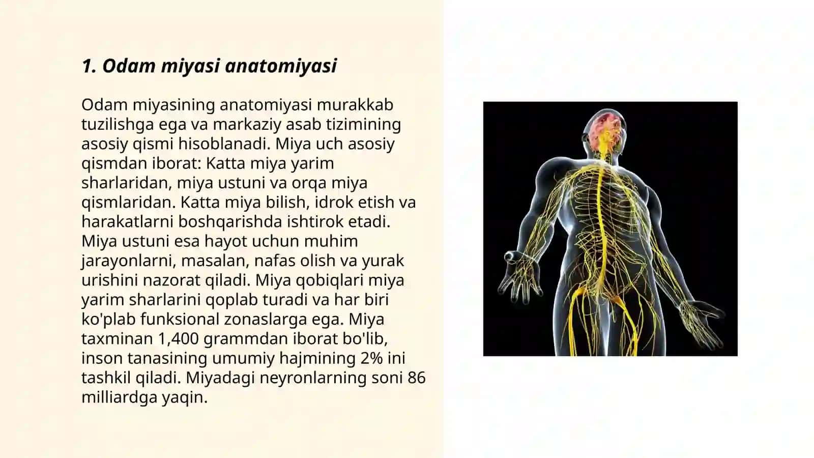 Odam miyasi anatomiyasi 3