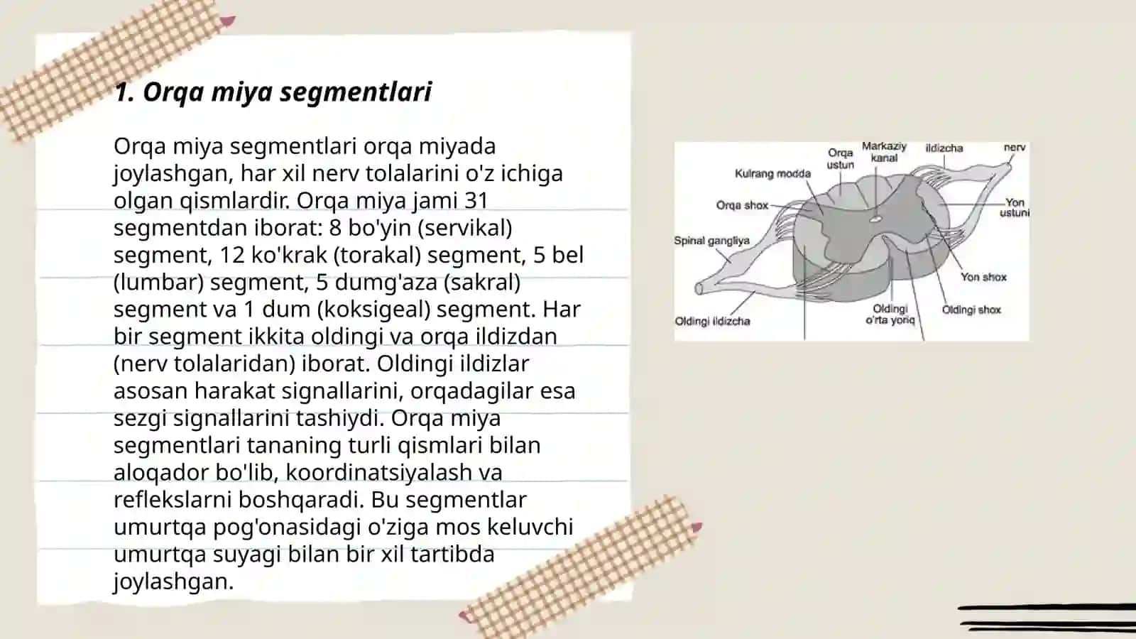 Orqa miya anatomiyasi 3