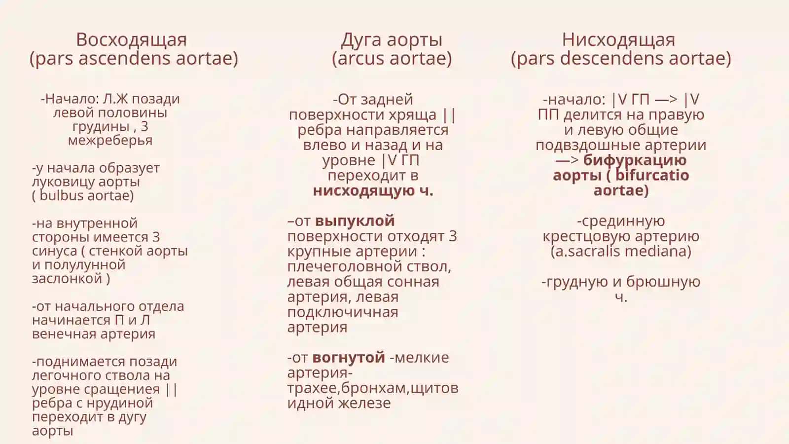 Аорта (aorta) 3