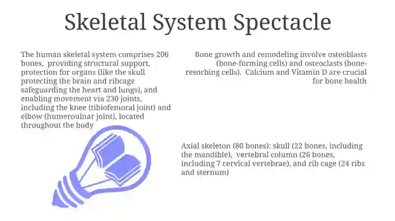 Skeletal System Spectacle 3