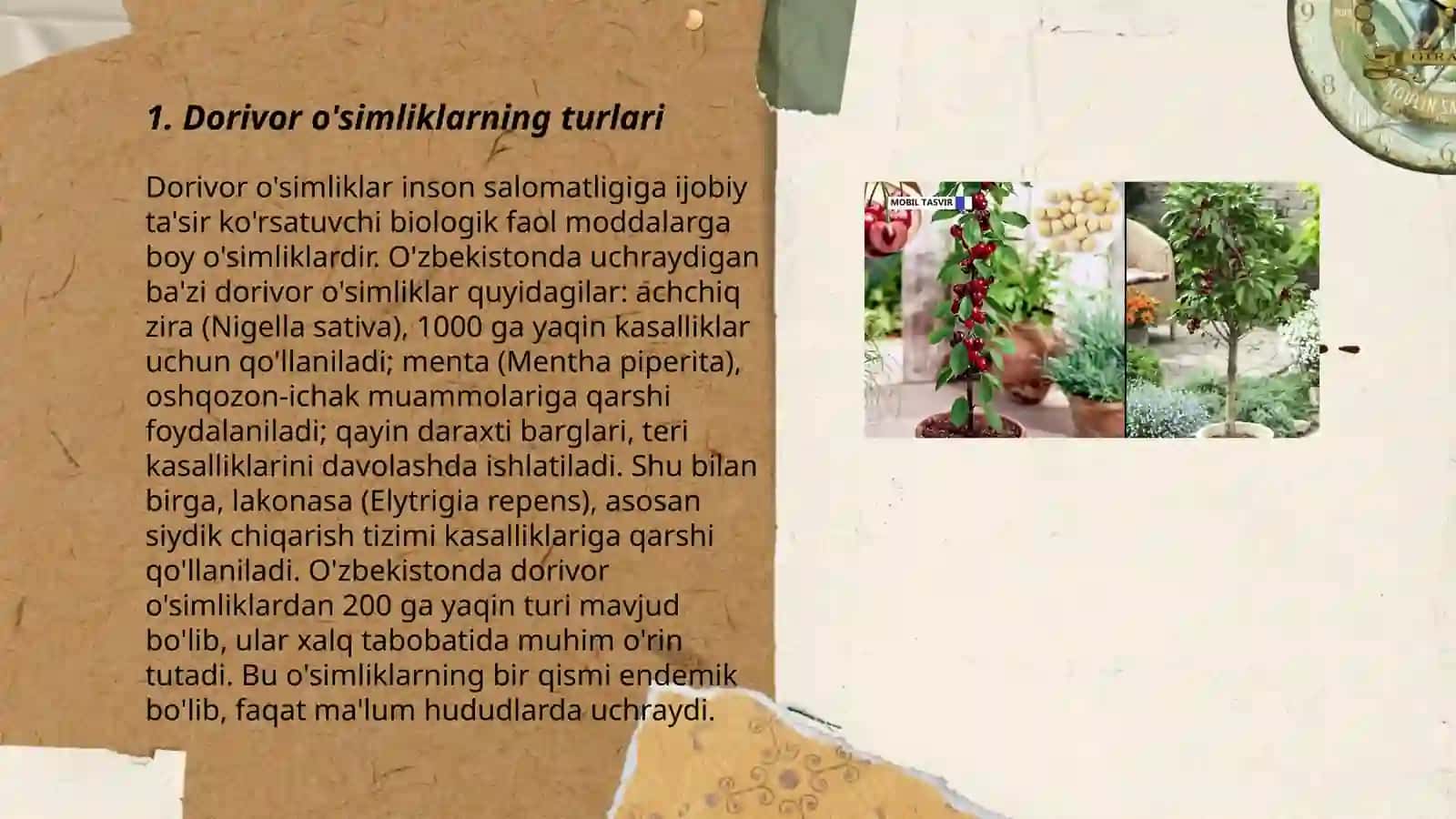 Dorivor osimliklar uruglari 3