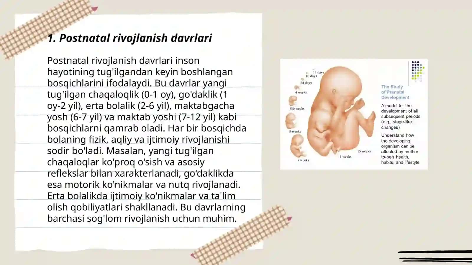 Postnatal ontogenezning asosiy davrlari 3