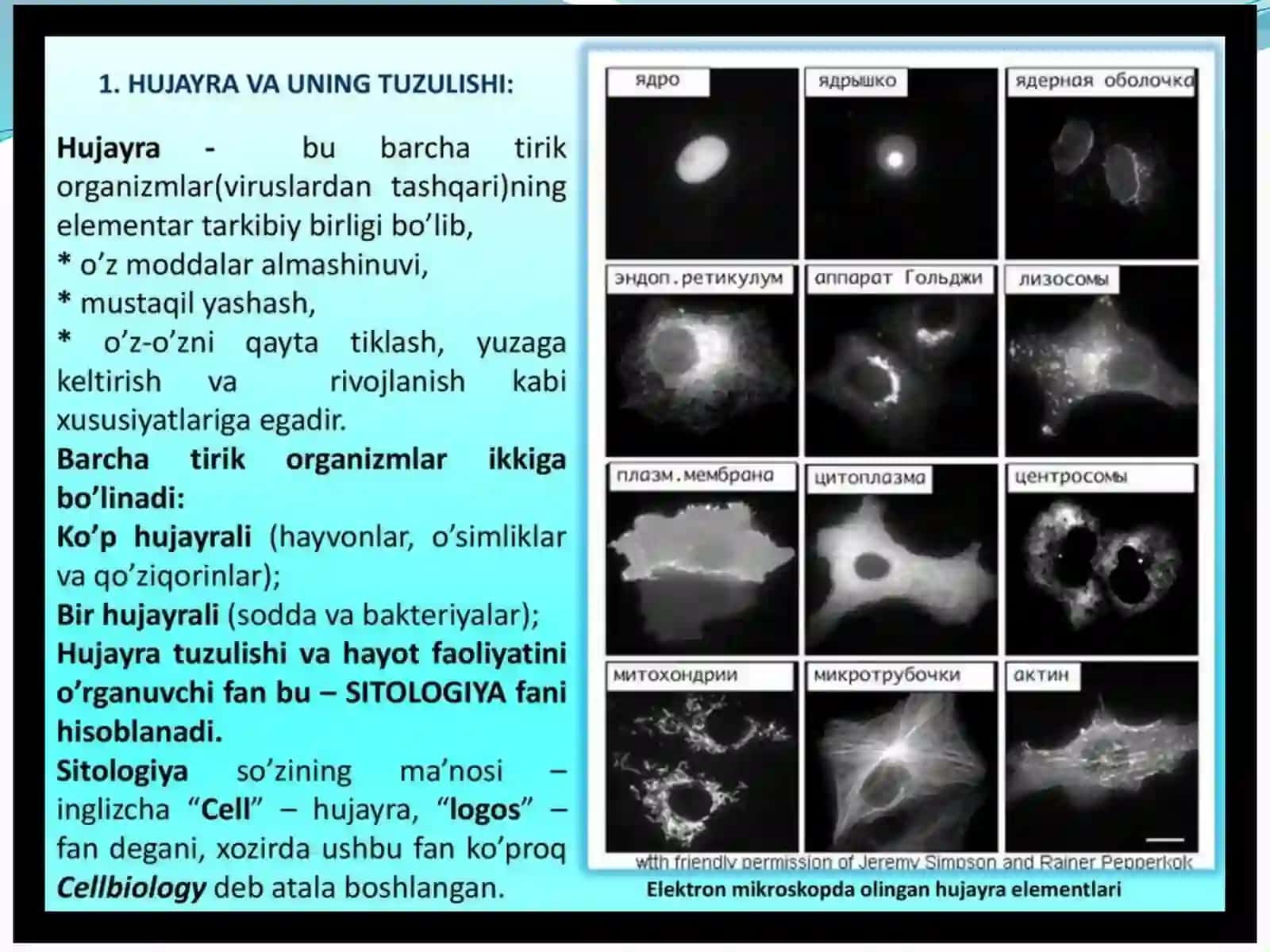 Hujayrapoliferatsiya muommolari Tibbiyotdagi o'rni 3