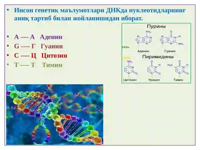 ГЕН, МУТАЦИЯ, ГЕНЕТИК КАСАЛЛИКЛАР 3
