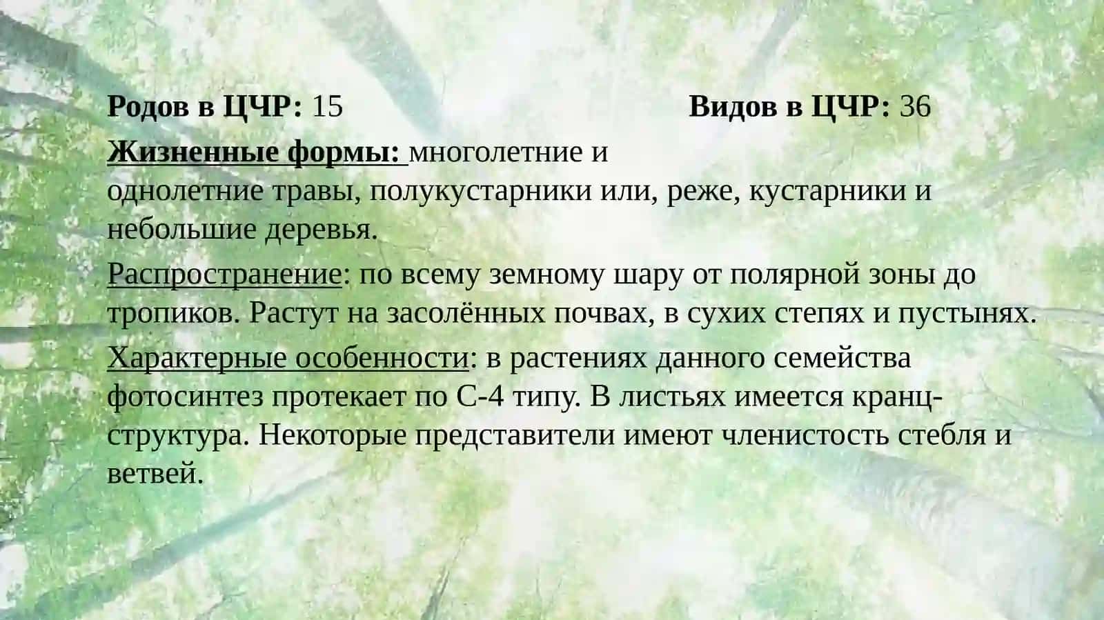 Маревые (Chenopodiaceae) 3