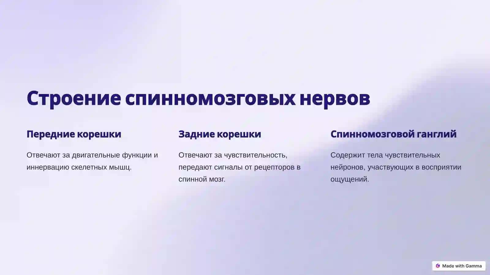 Спинномозговые нервы и их роль 3