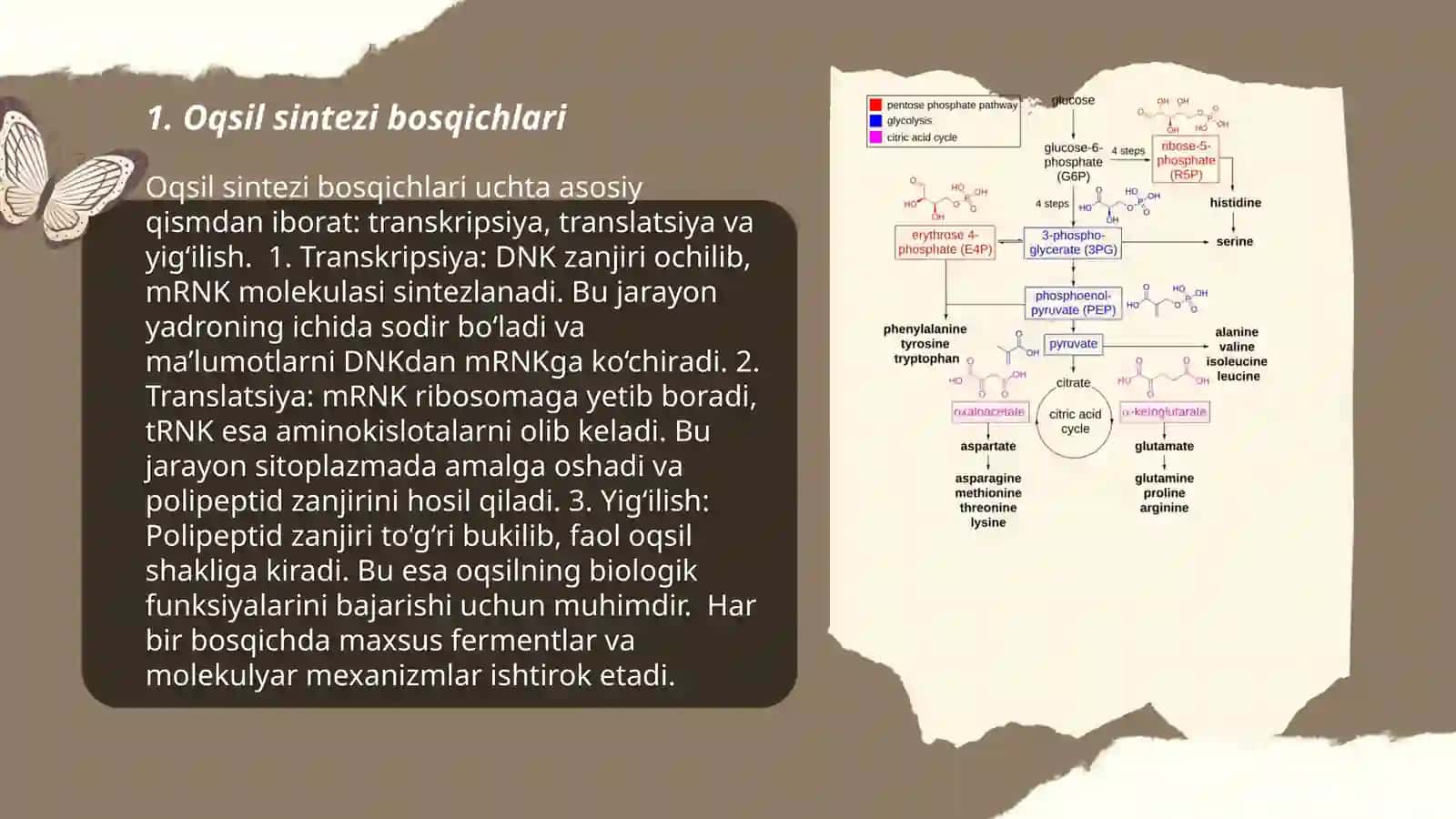 Oqsil biosintezi jarayonlari 3