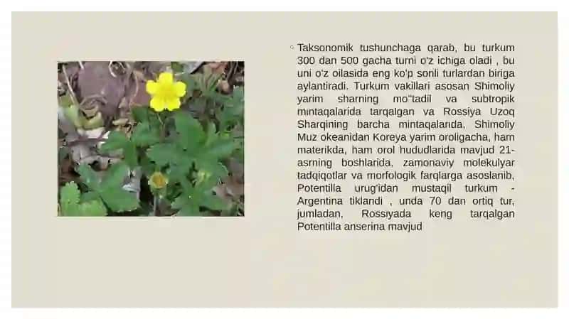 G‘ozpancha (Chenopodium) urug‘i 3