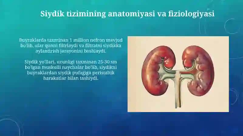 Siydik ayirish sistemasi 3