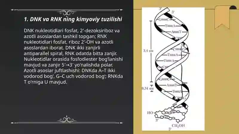 Dnk va Rnk 3