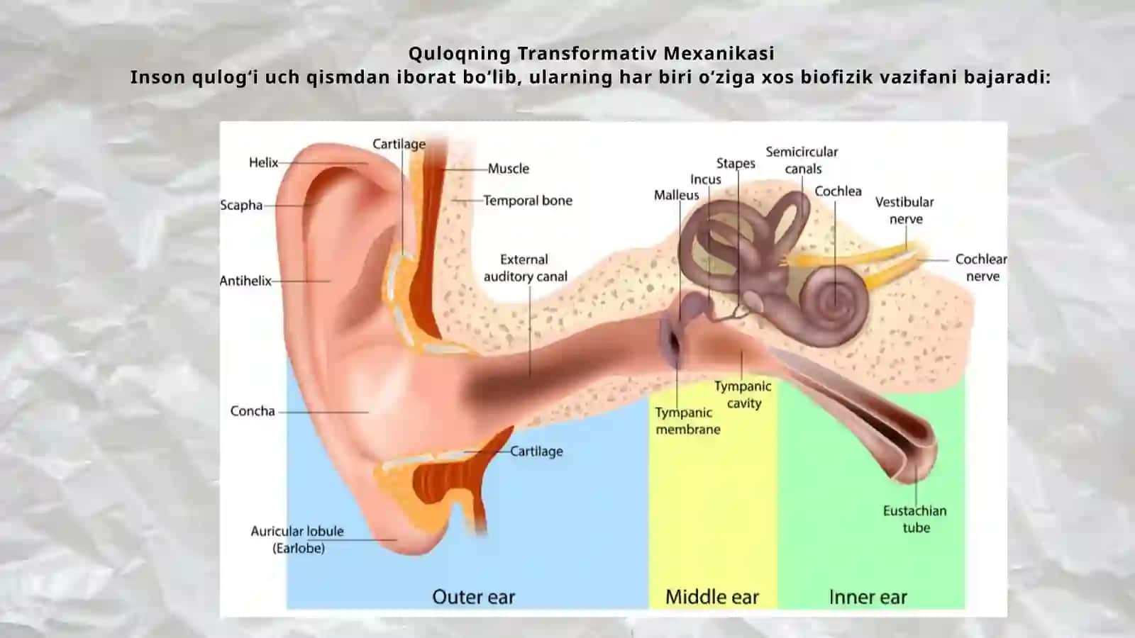 Eshitish biofizikasi elementlari. Ultratovush va uning stomatologiyada qoʻllanilishi 3