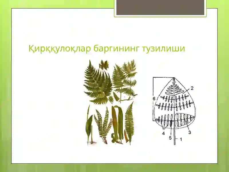 qirqquloqtoifa oʻsimliklar 3