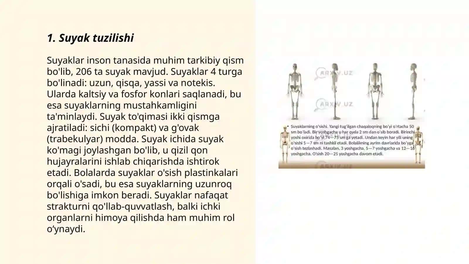Suyaklar tuzilishi 3