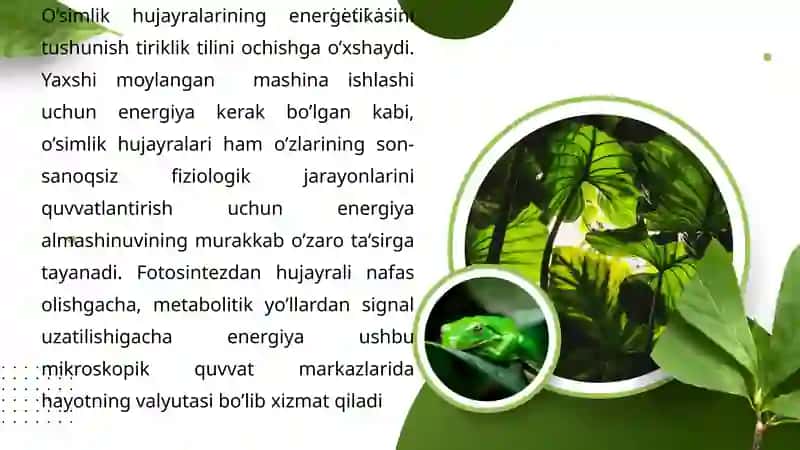 O’simlik hujayrasi energetikasi 3