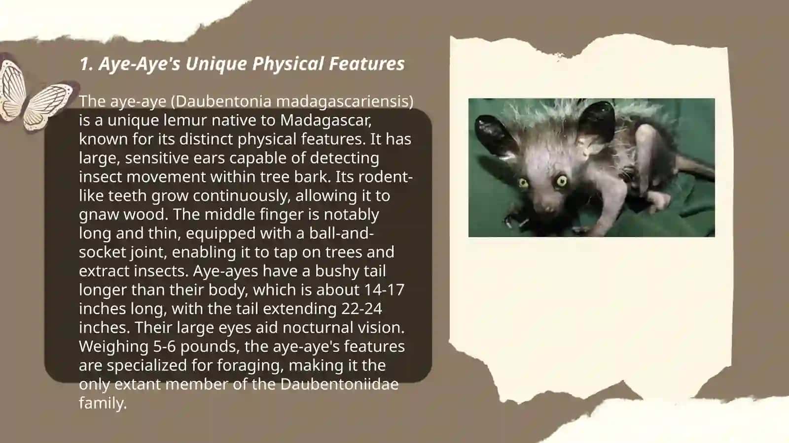 Aye-Aye's Unique Physical Features 3