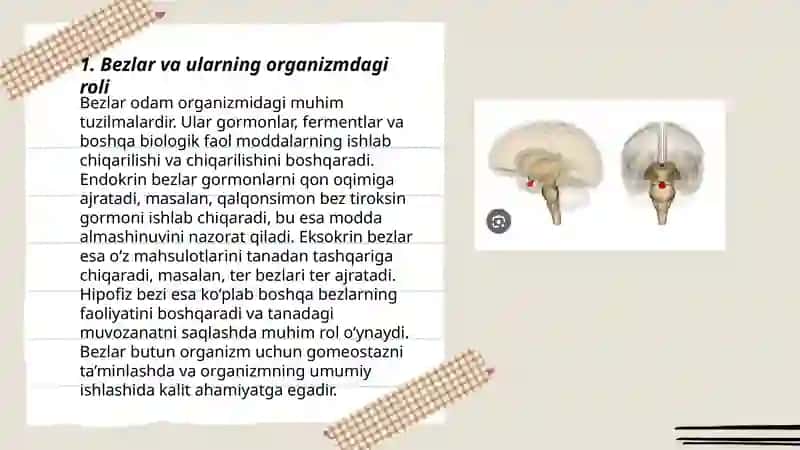 Bezlar va ularning organizmdagi roli 3