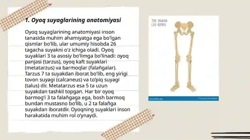 Oyoq suyaglari 3