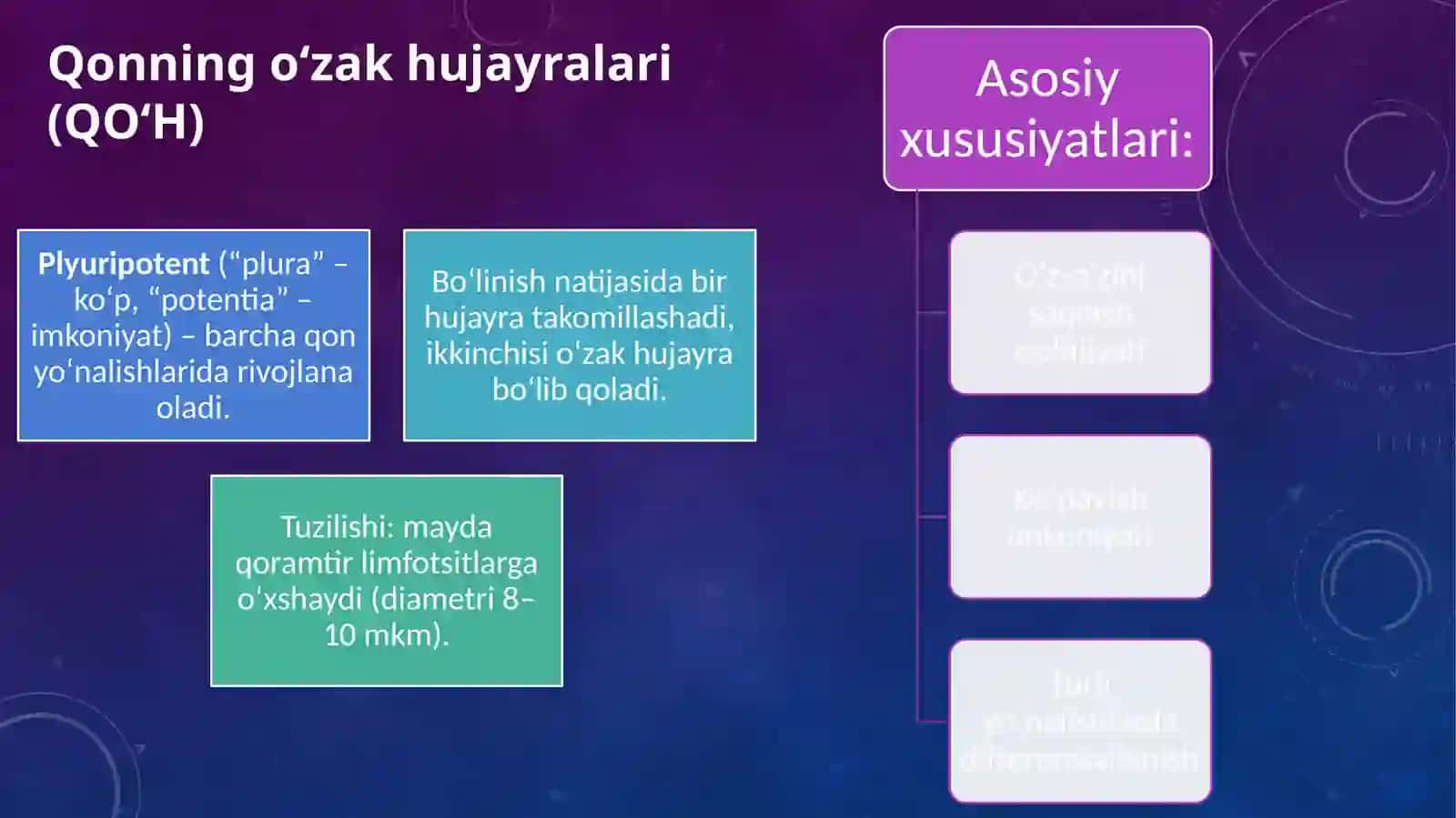 Postembrional qon hosil bo‘lish (Gemopoez) 3