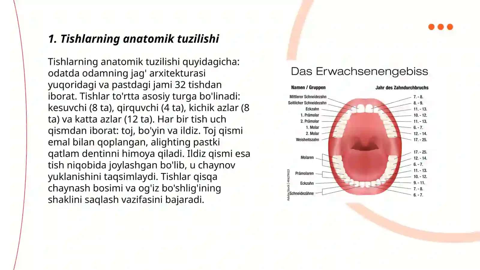 Tishlarning anatomik tuzilishi 3