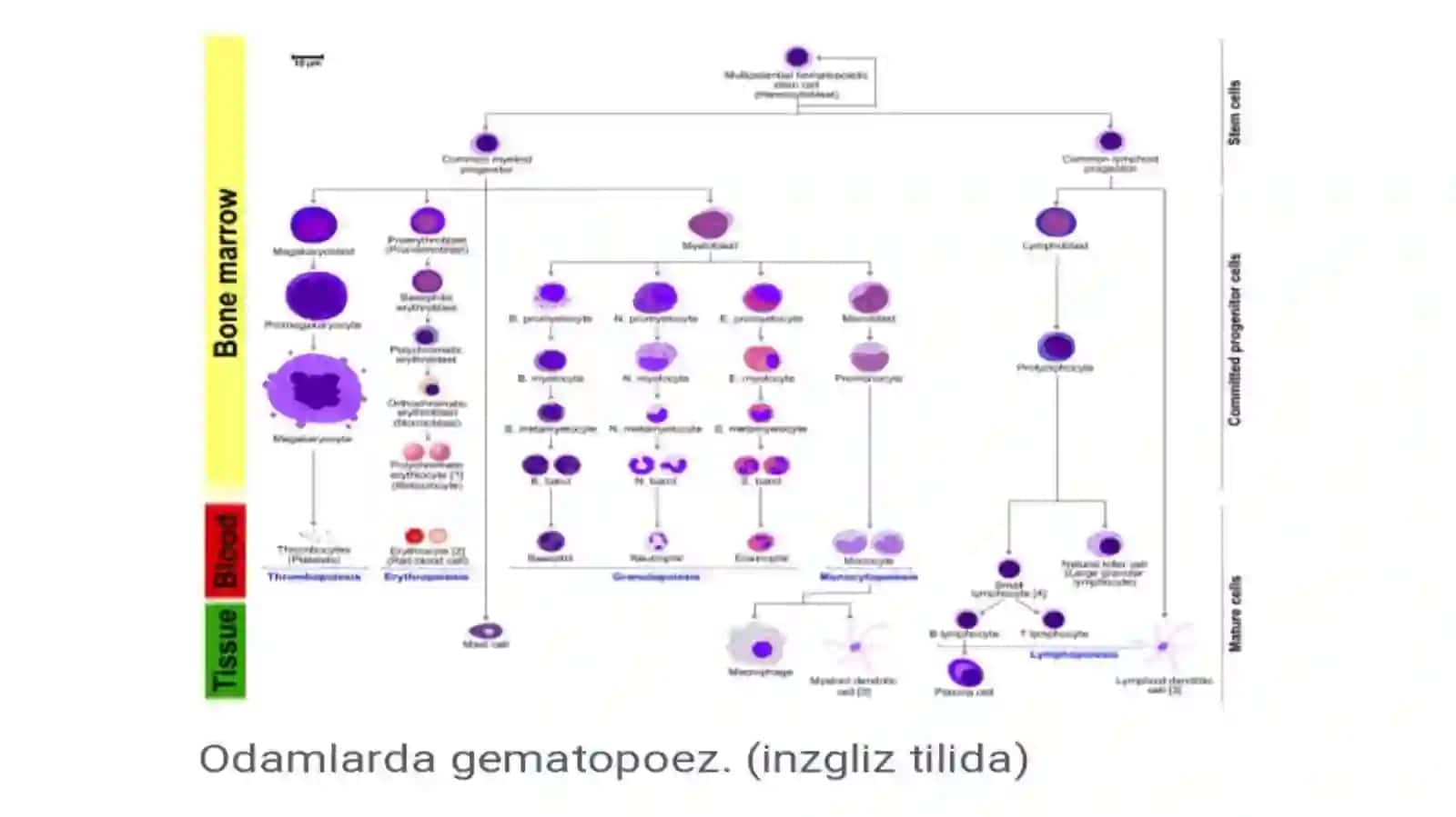 Gematopoez nazariyalari 3