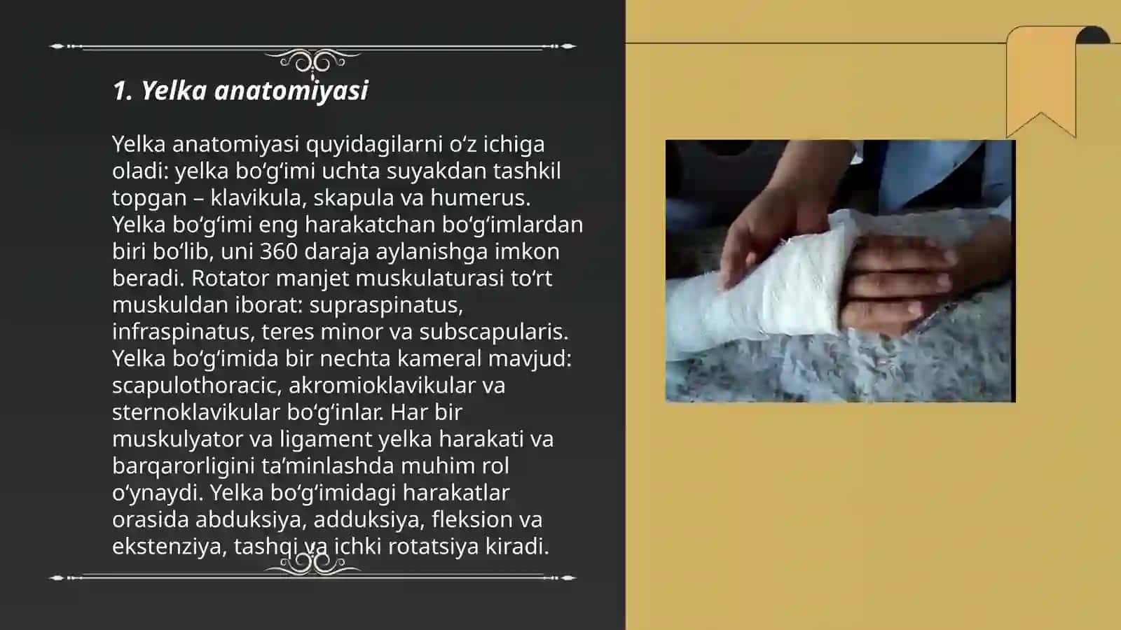 Yelka kamari suyaklari 3