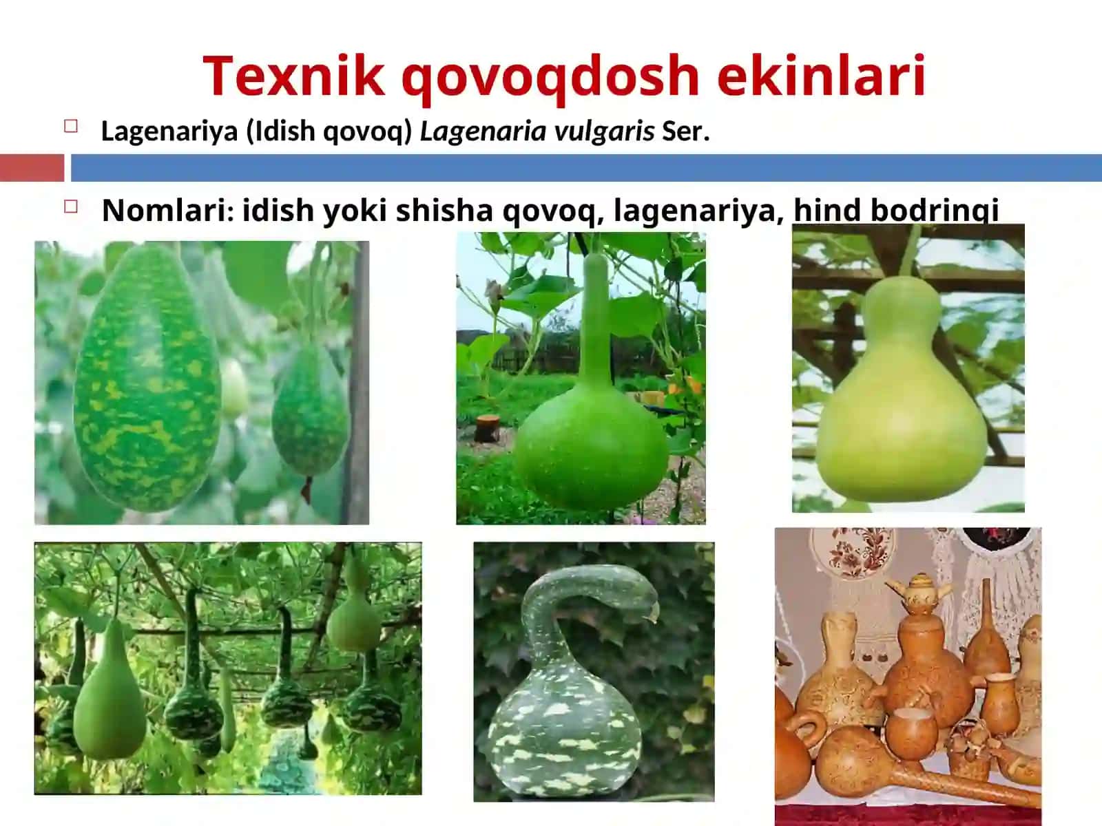 Texnik qovoqdosh ekinlari 3