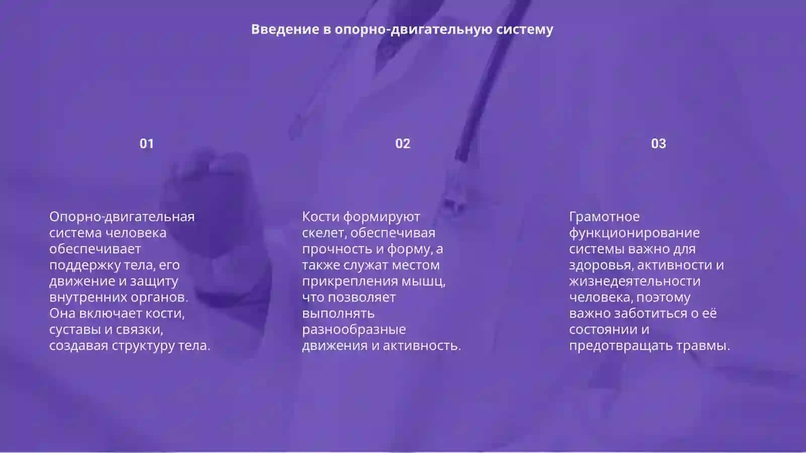 Опорно-двигательная система человека 3