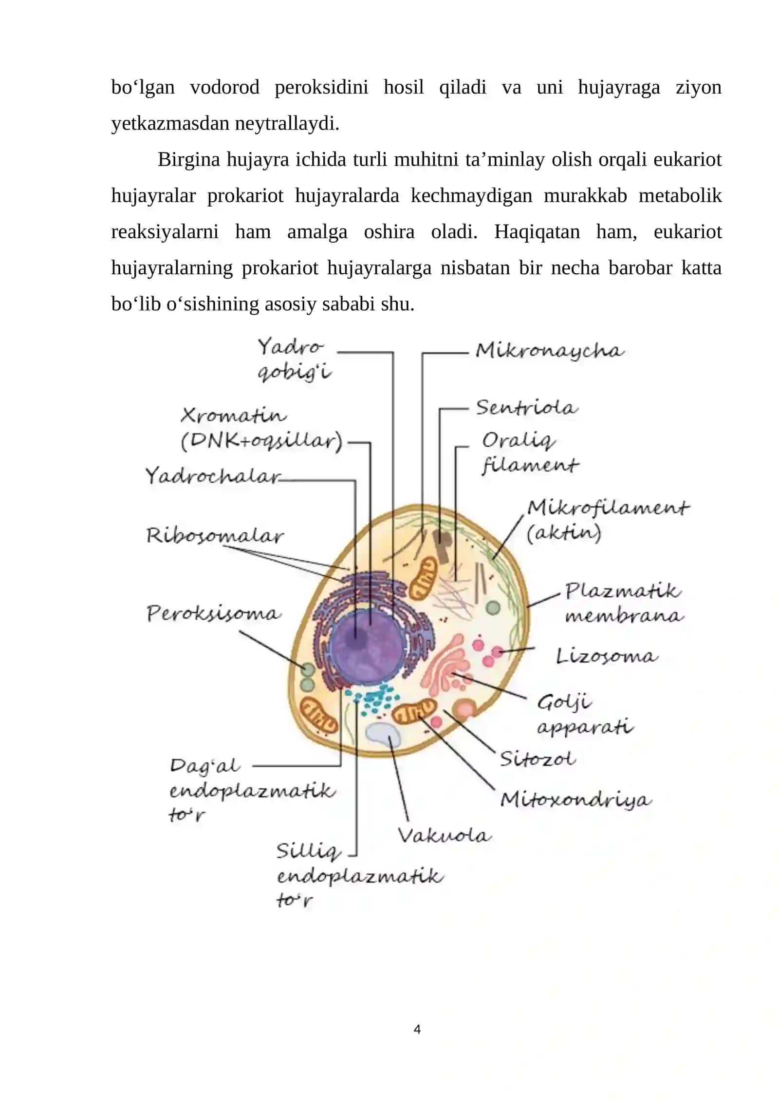 EUKARYOTIK HUJAYRA ORGANELLALARI 3