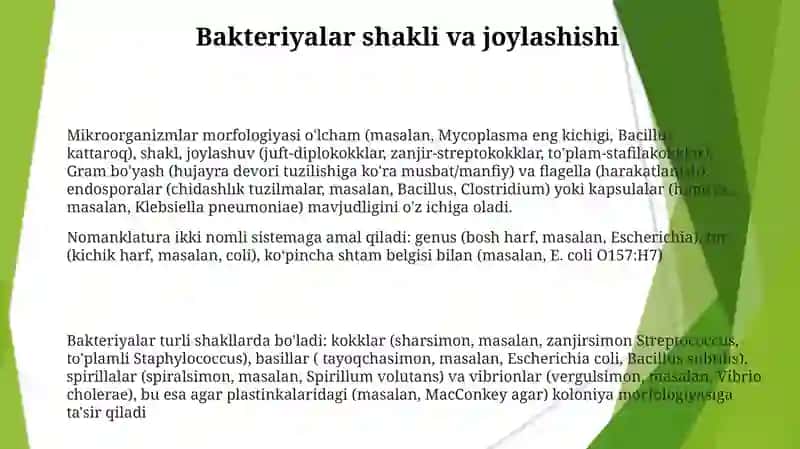 Mikroorganizmlar morfologiyasi va nomenklaturasi 3