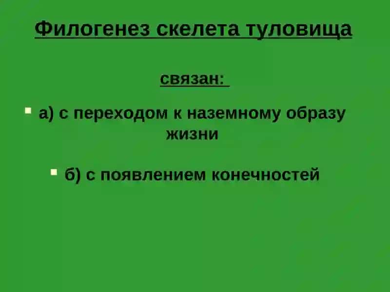 Осевой скелет 3
