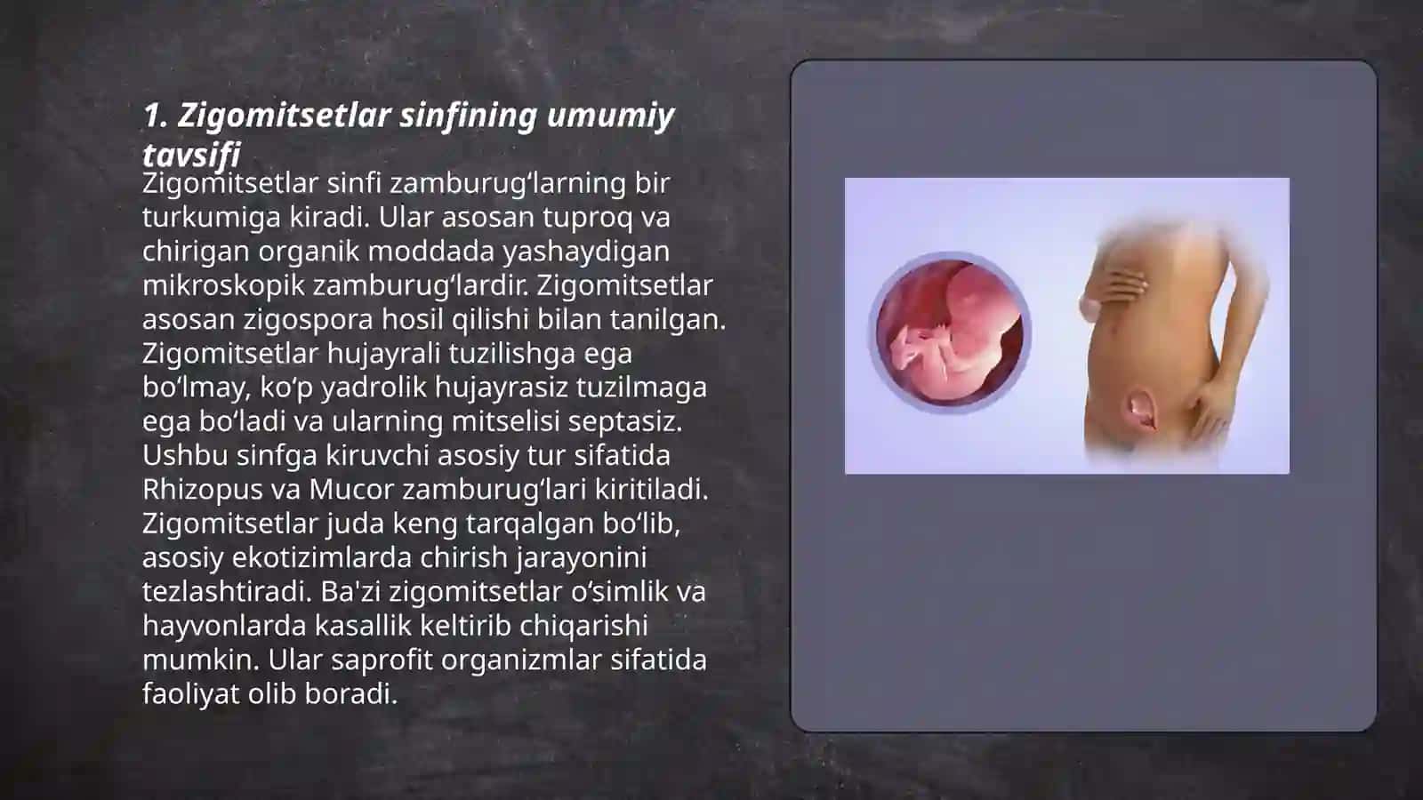 Zigomitsetlar sinfi taksanomiyasi, muhim vakillari 3