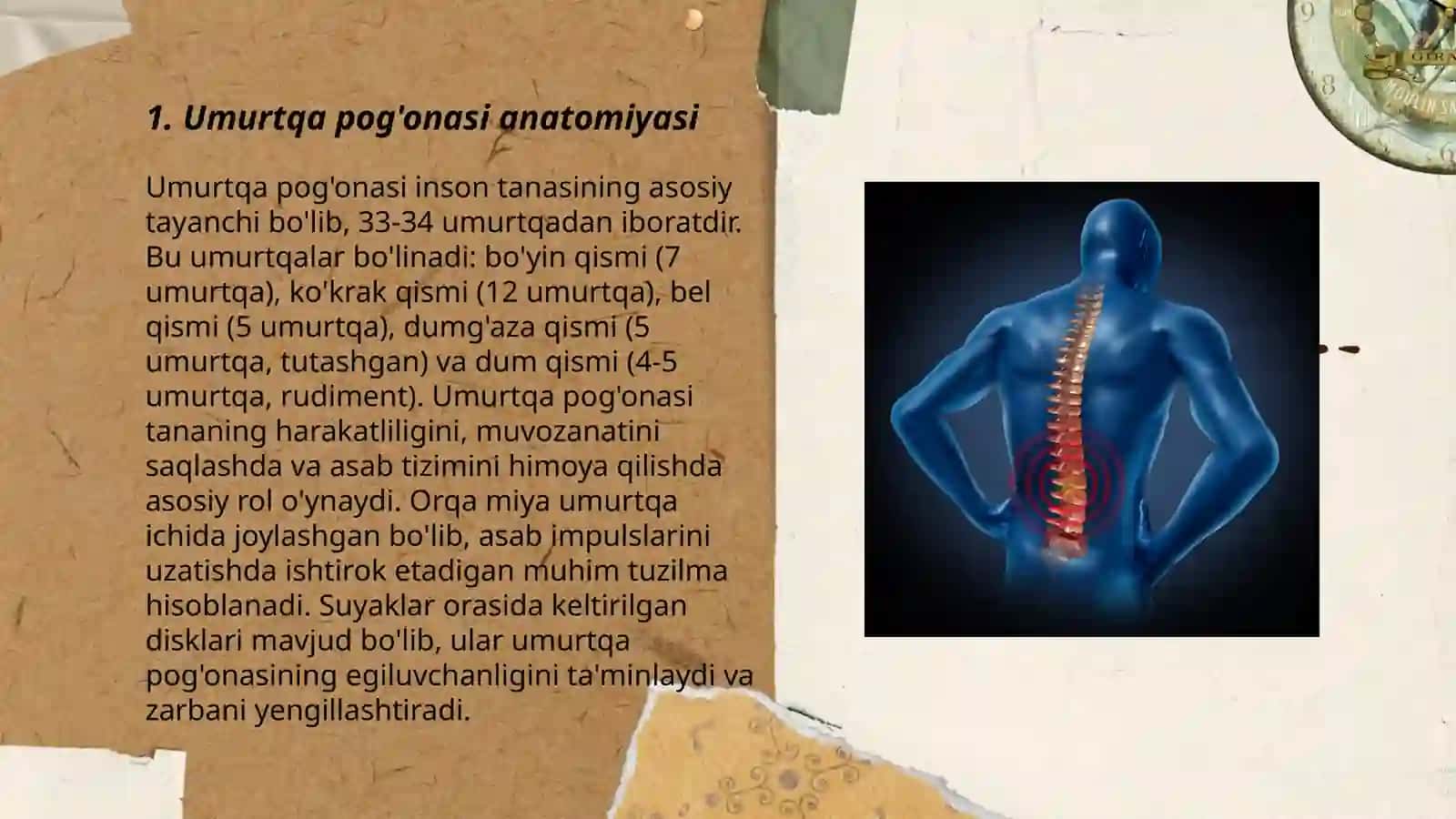 Umurtqa pog'onasi boylamlari 3