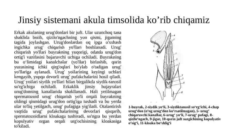 Tog’aylibaliqlarning individual rivojlanish xususiyatlari 3