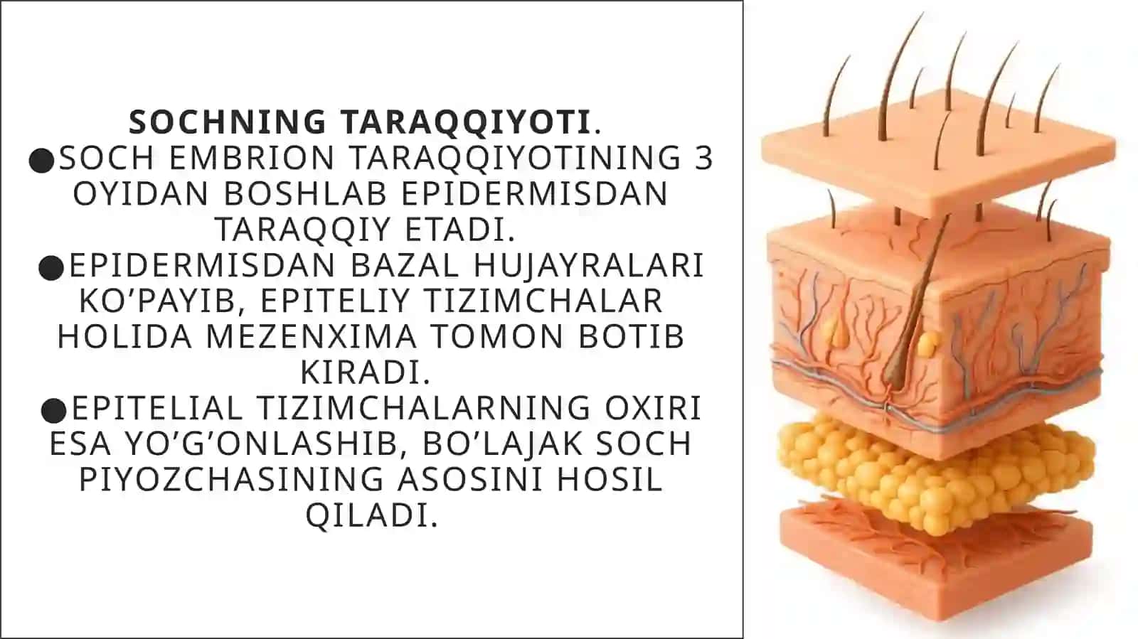 Soch follikulasining sikli va uning klinik ahamiyati 3
