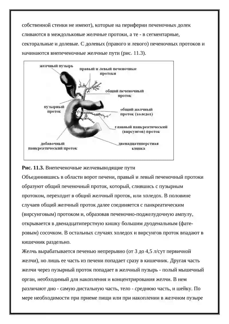 Лучевая диагностика заболеваний печени и желчных протоков 3