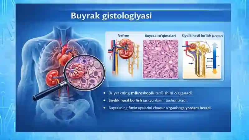 BUYRAK GISTOLOGIYASI 3