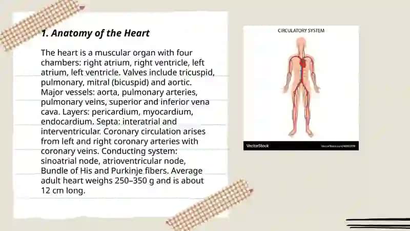 Circulatory system 3