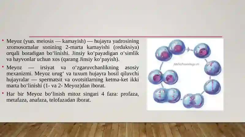 Meyozning biologik ahamiyati 3