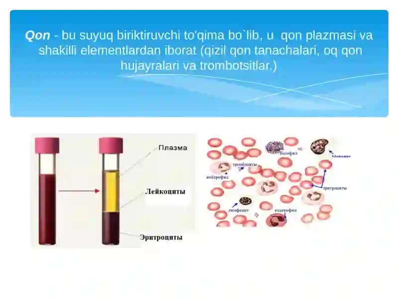 Qon fiziologiyasi 3