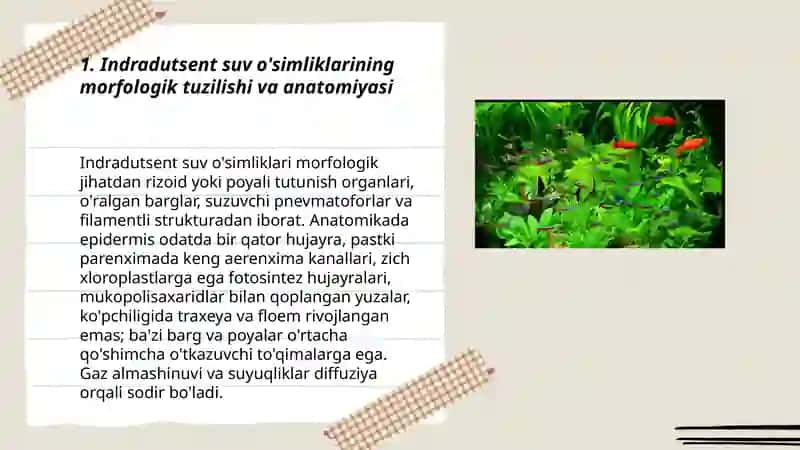 Indradutsent suv o'simliklari tuzilishi 3