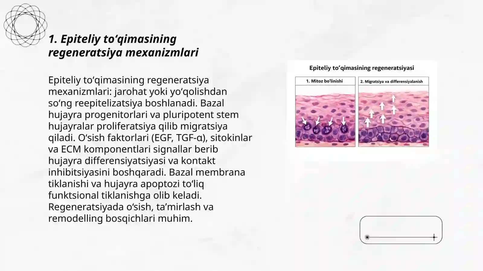 Epiteliy toʻqimasining regeneratsiyasi 3