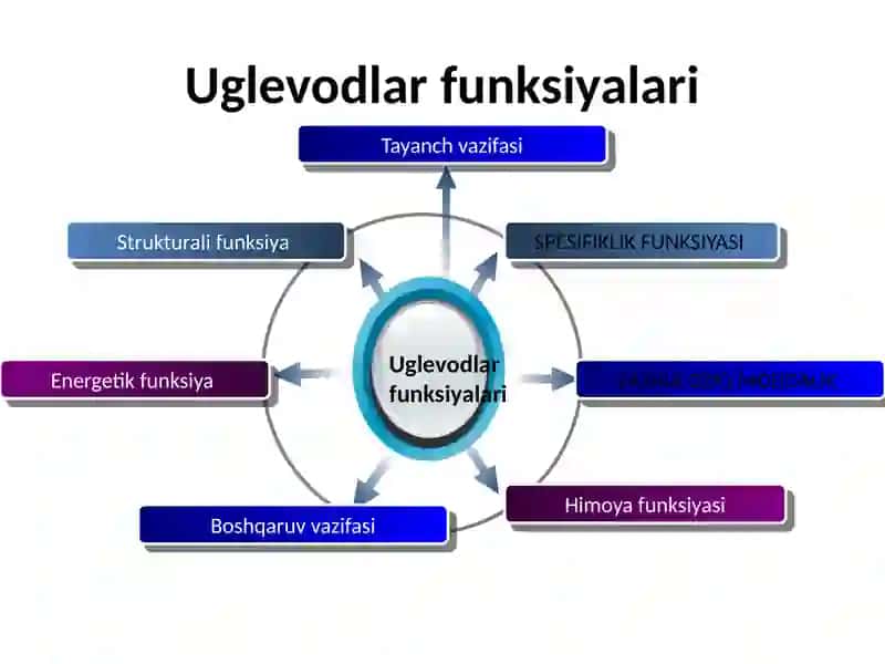 Uglevodlar, karbonsuvlar hazmlanishi 3