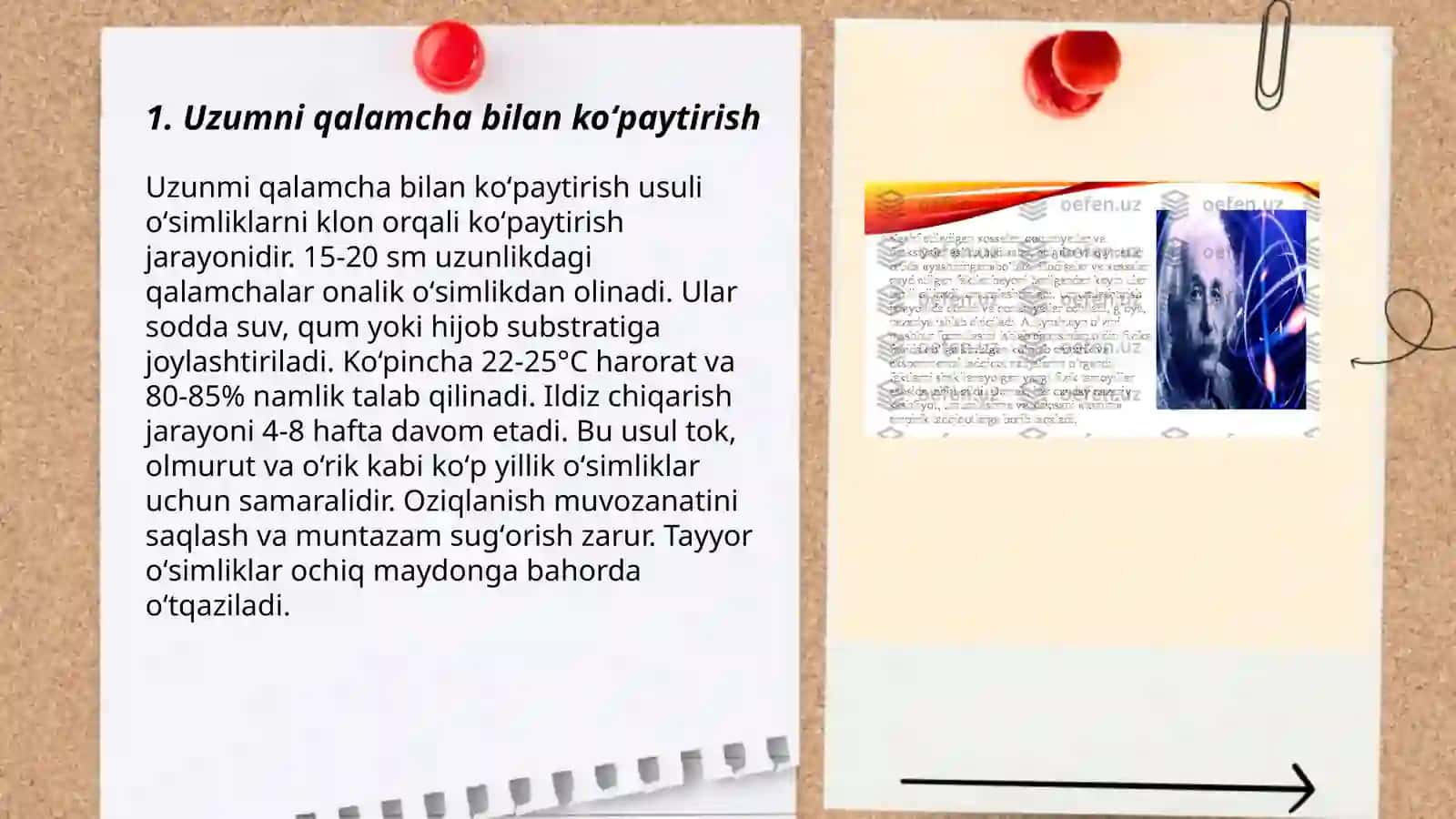 Uzumni noanaviy usulda koʻpaytirish usullari 3