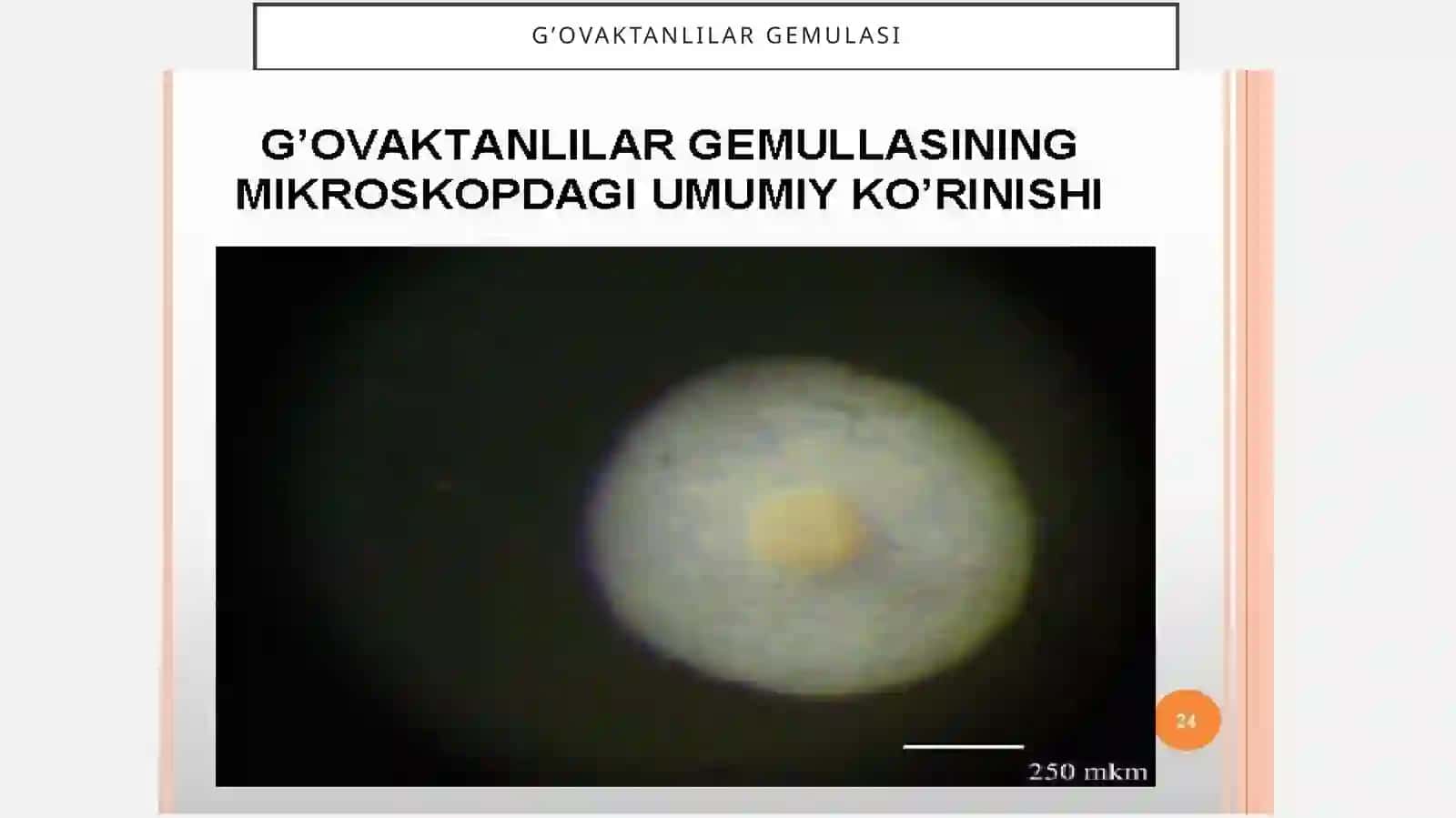 G’ovaktanlilar gemulasi 3
