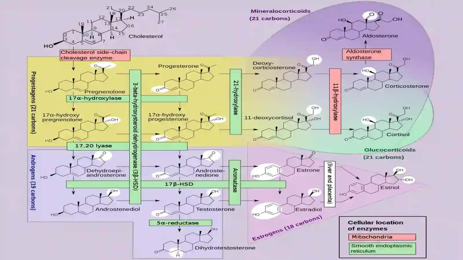Steroidlar va terpenlar stereokimyoviy usullari 3