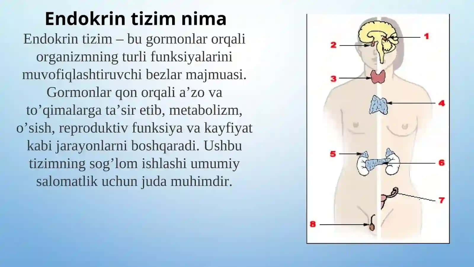 Endokrin tizimning ta’rifi va tuzilishi 3