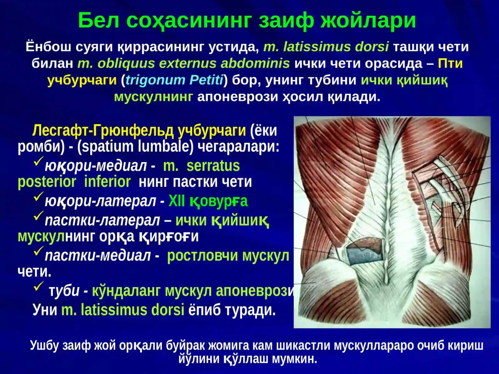 Бел соҳаси ва қоринпарда орти бўшлиғи клиник анатомияси 3