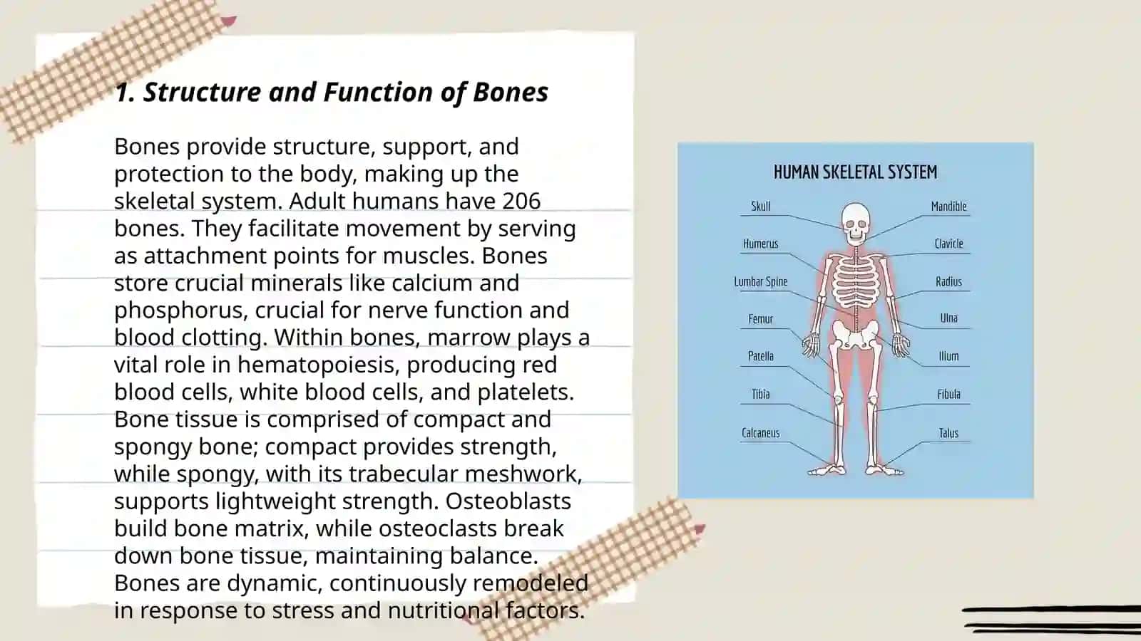 Anatomy of skeletal system 3