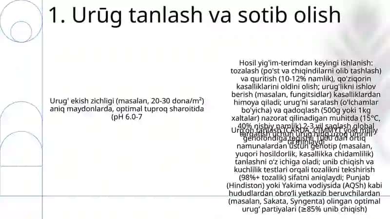 Urugʻlik payvantagni yetishtirish 3