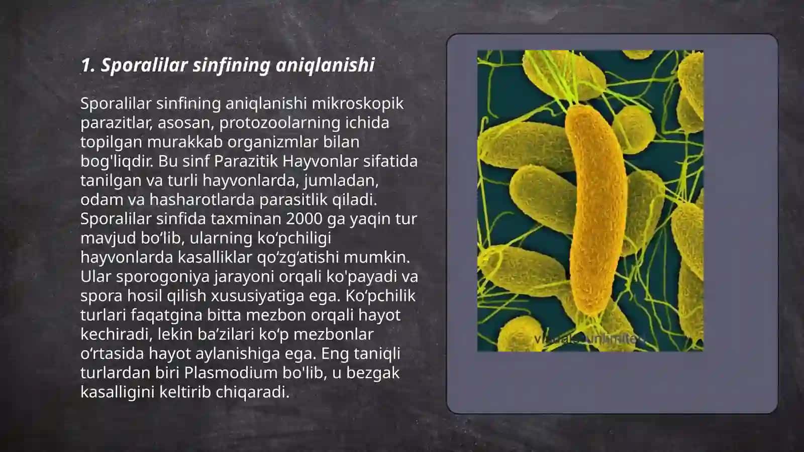 Sporalilar sinfi, koksidiyalar turkum 3